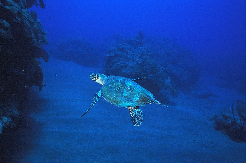 SABA_ 2003_7.jpg